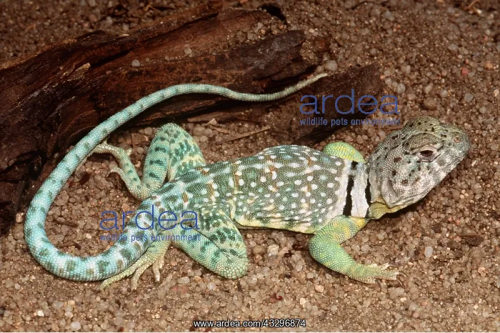 : COLLARED LIZARD - ON GROUND : COLLARED LIZARD - ON GROUND