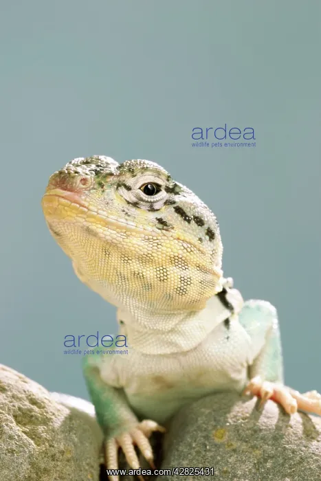 : Collared Lizard - Front view, close up : Collared Lizard - Front view, close up