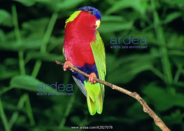 : Collared Lori / Lory (Kula) : Collared Lori / Lory (Kula)