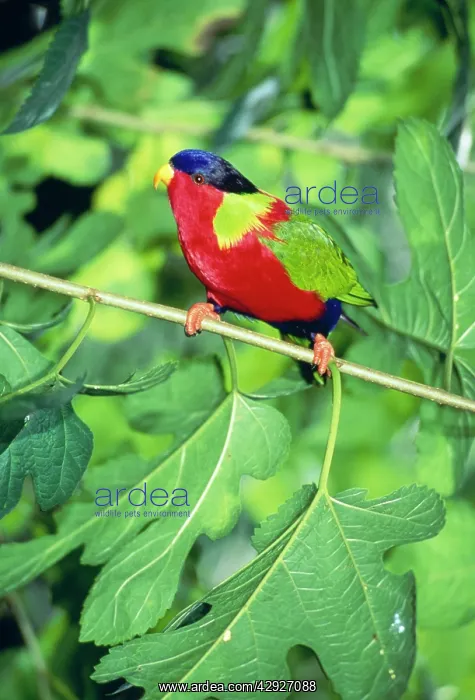 : Collared Lori / Lory (Kula) : Collared Lori / Lory (Kula)