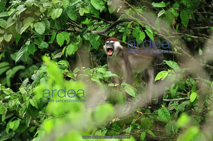 : Collared Mangabey / Red-capped Mangabey / White-collared : Collared Mangabey / Red-capped Mangabey / White-collared