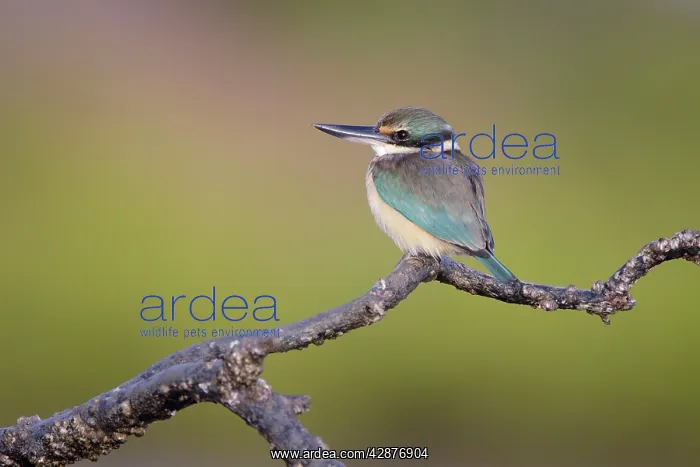  : Collared  /  Mangrove Kingfisher - sitting on old