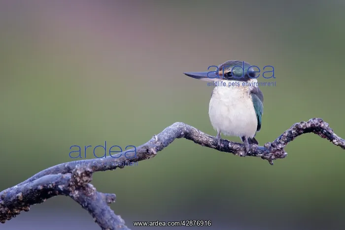 : Collared / Mangrove Kingfisher - sitting on old : Collared / Mangrove Kingfisher - sitting on old