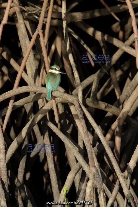: Collared / Mangrove Kingfisher - sitting in typical : Collared / Mangrove Kingfisher - sitting in typical
