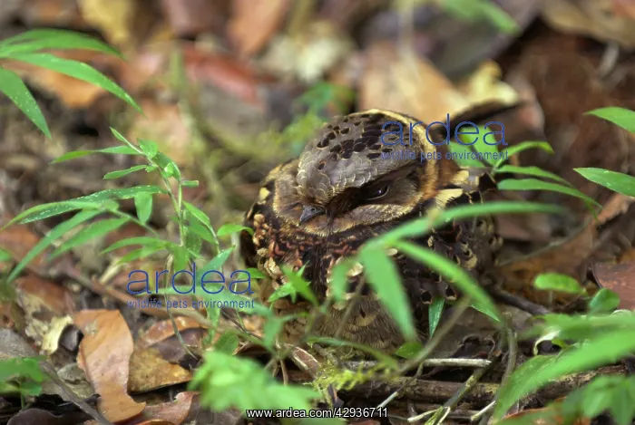 : Collared Nightjar - endemic. At rest during day : Collared Nightjar - endemic. At rest during day