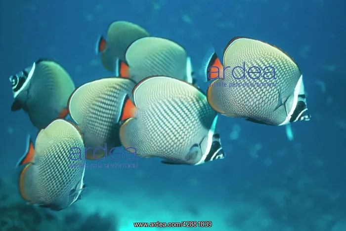 : Collared / Pakistan BUTTERFLY FISH / Butterflyfish - Seven : Collared / Pakistan BUTTERFLY FISH / Butterflyfish - Seven