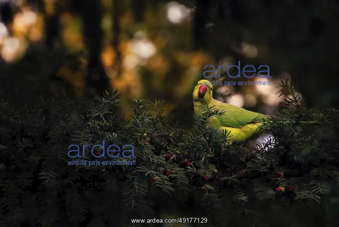 : Collared Parakeet (Psittacula krameri) : Collared Parakeet (Psittacula krameri)