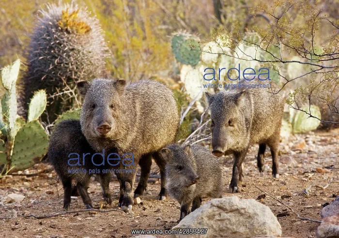 : Collared Peccaries / Javelinas - Family group in : Collared Peccaries / Javelinas - Family group in