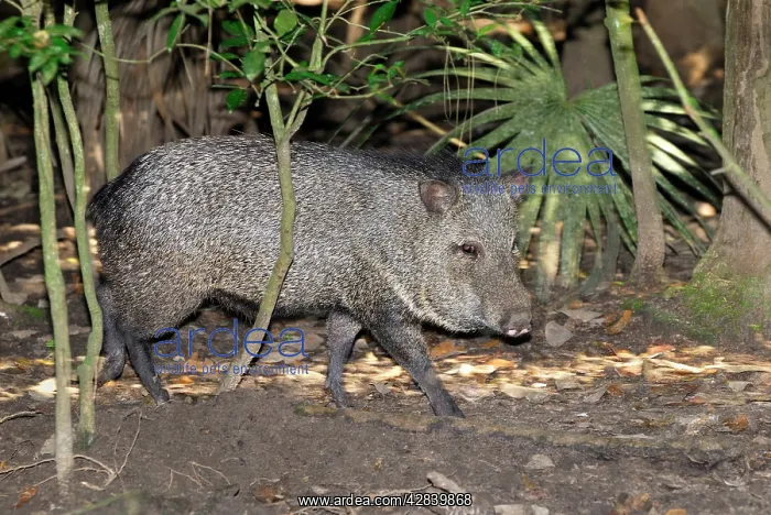 : Collared Peccary : Collared Peccary