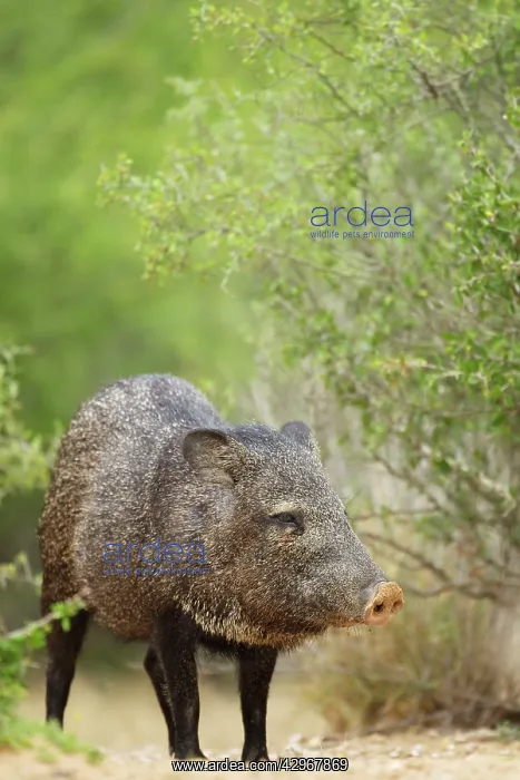 : Collared Peccary : Collared Peccary