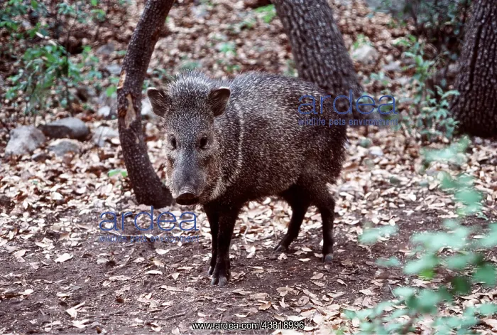 : Collared PECCARY - in forest. Known as a Javelina in Texas : Collared PECCARY - in forest. Known as a Javelina in Texas
