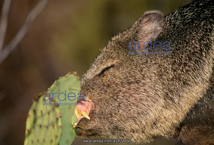 : Collared Peccary / Javelina - eating Prickly Pear : Collared Peccary / Javelina - eating Prickly Pear