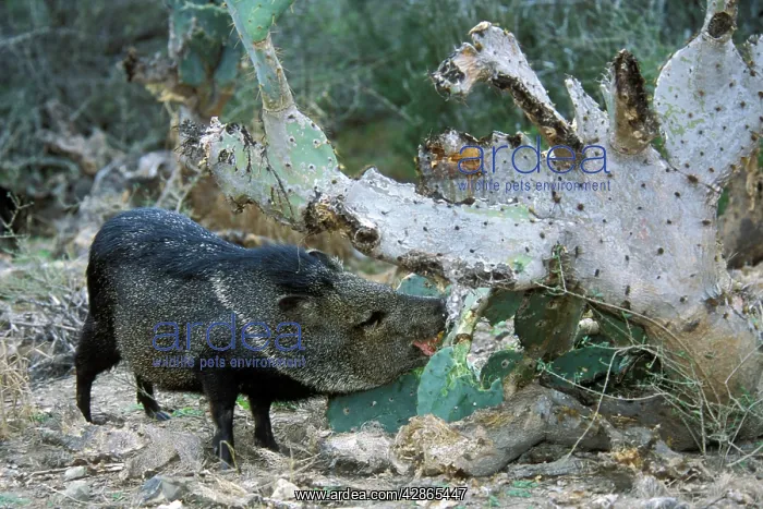 : Collared Peccary / Javelina - Feeding on Cactus : Collared Peccary / Javelina - Feeding on Cactus
