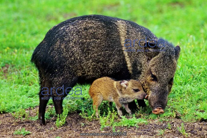 : Collared Peccary / Javelina - mother with young : Collared Peccary / Javelina - mother with young