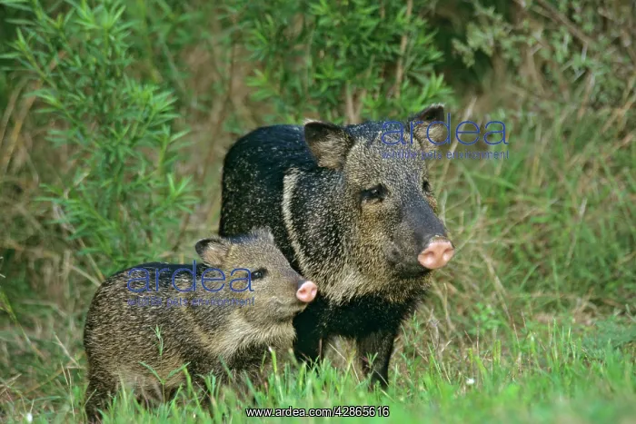  : Collared Peccary  /  Javelina - mother with young
