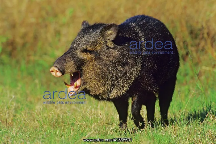 : Collared Peccary / Javelina - With mouth open : Collared Peccary / Javelina - With mouth open
