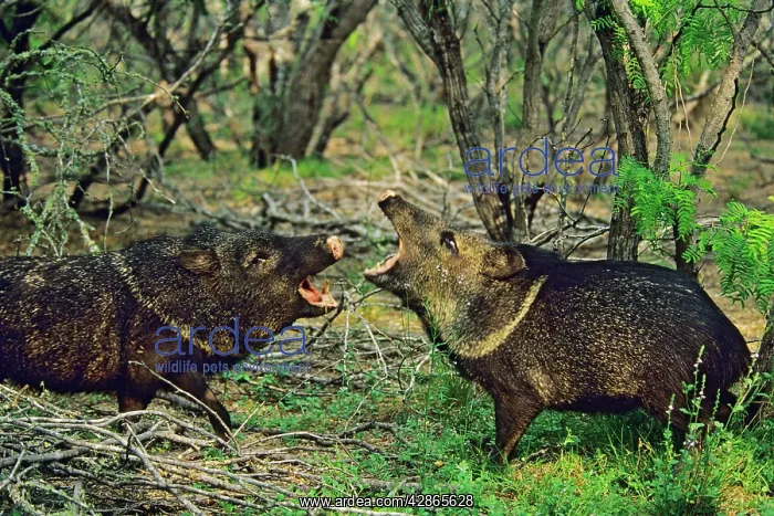 : Collared Peccary / Javelina - Two together with mouth open : Collared Peccary / Javelina - Two together with mouth open