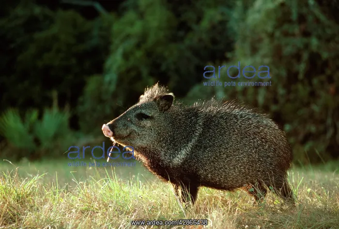 : Collared Peccary / Javelina - Texas : Collared Peccary / Javelina - Texas