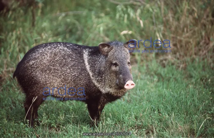 : Collared PECCARY - known as a Javelina in Texas : Collared PECCARY - known as a Javelina in Texas