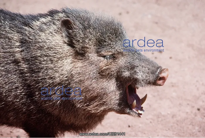 : COLLARED PECCARY - MOUTH OPEN : COLLARED PECCARY - MOUTH OPEN