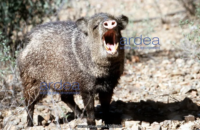 : Collared PECCARY - with mouth open. Known as a Javelina : Collared PECCARY - with mouth open. Known as a Javelina