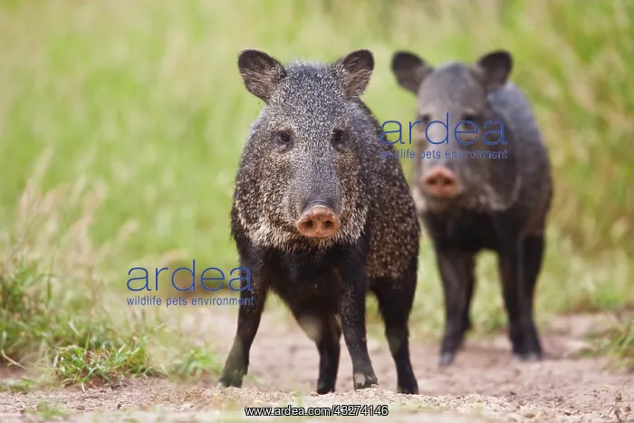 : Collared Peccary (Pecari tajacu) adults : Collared Peccary (Pecari tajacu) adults