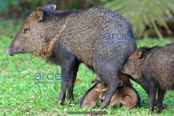 : Collared peccary (Pecari tajacu) female breastfeeding : Collared peccary (Pecari tajacu) female breastfeeding