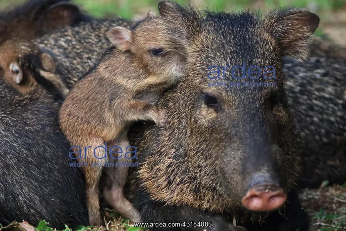 : Collared peccary (Pecari tajacu) female and young : Collared peccary (Pecari tajacu) female and young