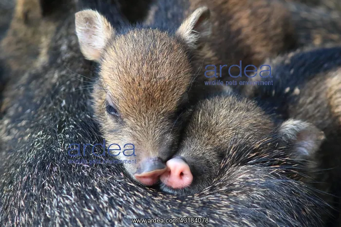 : Collared peccary (Pecari tajacu) young, Costa Rica : Collared peccary (Pecari tajacu) young, Costa Rica