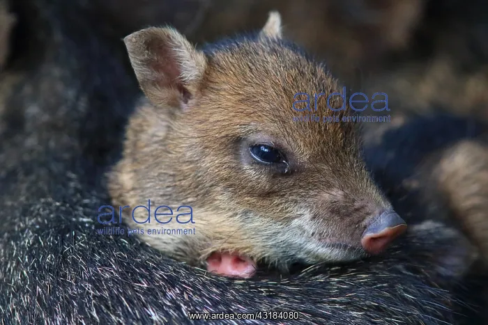 : Collared peccary (Pecari tajacu) young, Costa Rica : Collared peccary (Pecari tajacu) young, Costa Rica