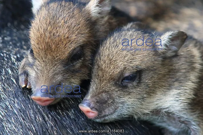 : Collared peccary (Pecari tajacu) young, Costa Rica : Collared peccary (Pecari tajacu) young, Costa Rica