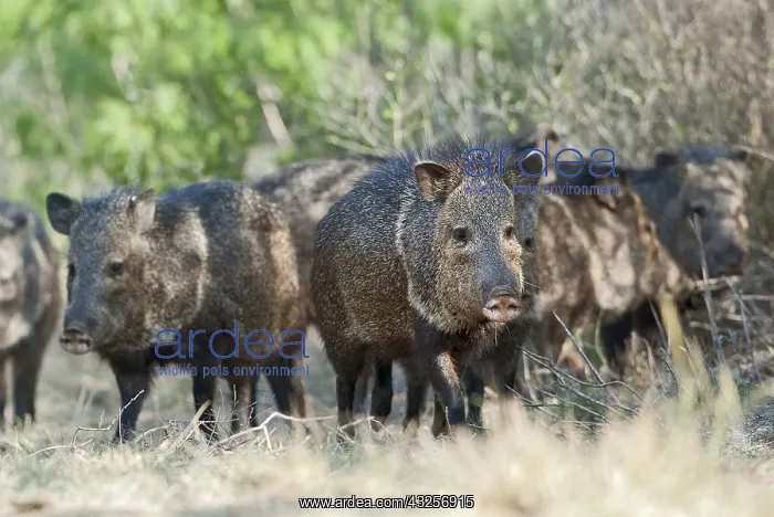 : Collared Peccary (Tayassu tajacu) group standin : Collared Peccary (Tayassu tajacu) group standin