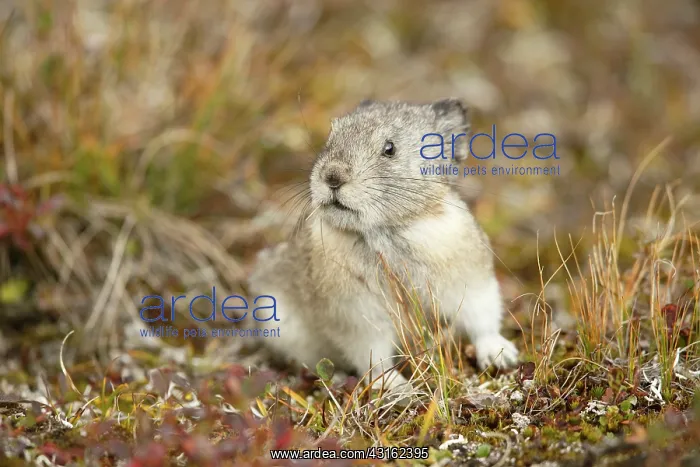 : Collared Pika : Collared Pika