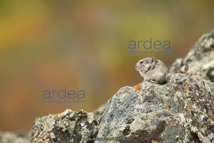 : Collared Pika : Collared Pika