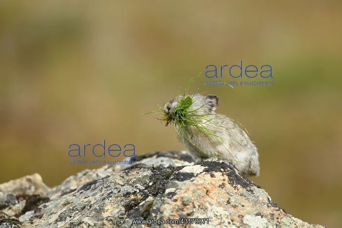 : Collared Pika : Collared Pika