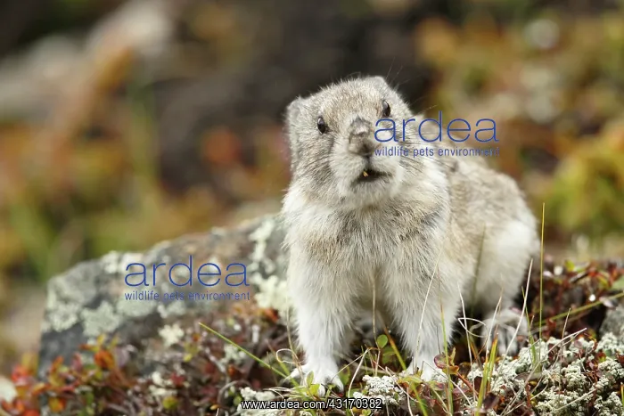 : Collared Pika : Collared Pika