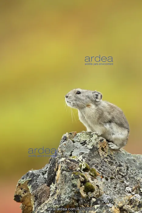 : Collared Pika : Collared Pika