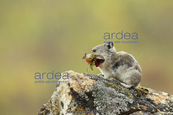 : Collared Pika : Collared Pika