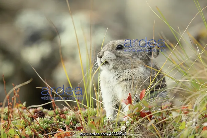 : Collared Pika : Collared Pika