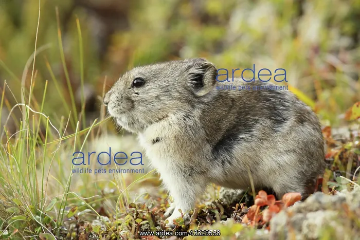 : Collared Pika : Collared Pika