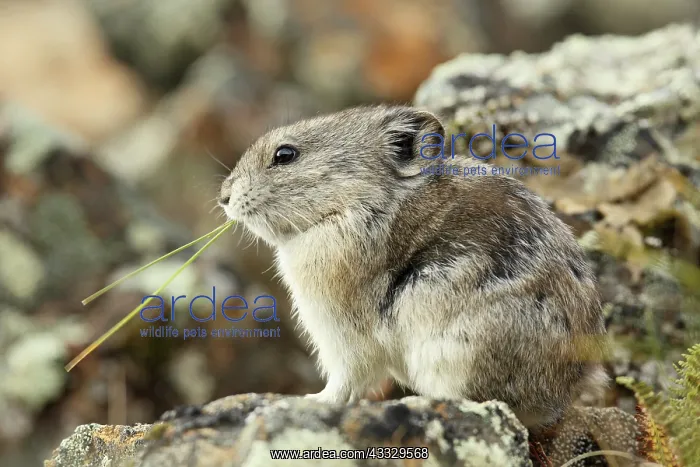 : Collared Pika : Collared Pika