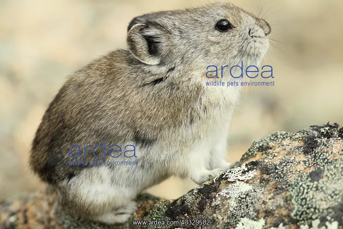 : Collared Pika : Collared Pika