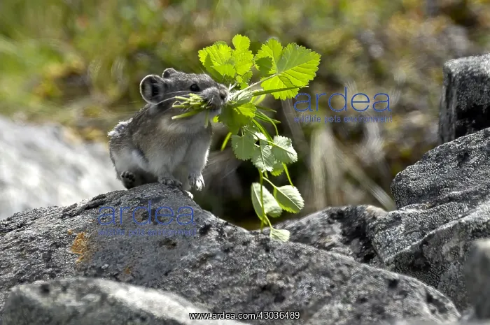 : Collared Pika gathering food - Collared Pika gathering : Collared Pika gathering food - Collared Pika gathering