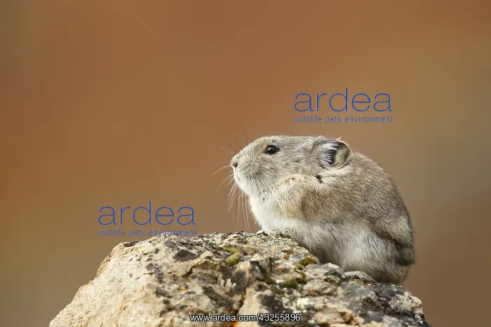  : Collared Pika (Ochotona collaris) sitting on a