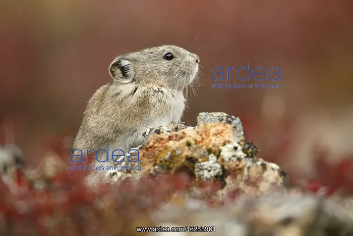 : Collared Pika (Ochotona collaris) sitting on a : Collared Pika (Ochotona collaris) sitting on a