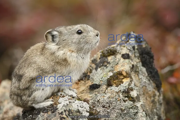 : Collared Pika (Ochotona collaris) sitting on a : Collared Pika (Ochotona collaris) sitting on a