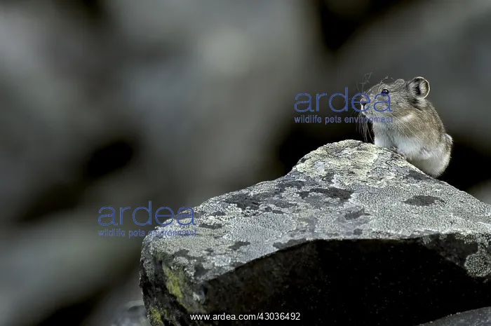 : Collared Pika perched on a rock outside its burrow : Collared Pika perched on a rock outside its burrow