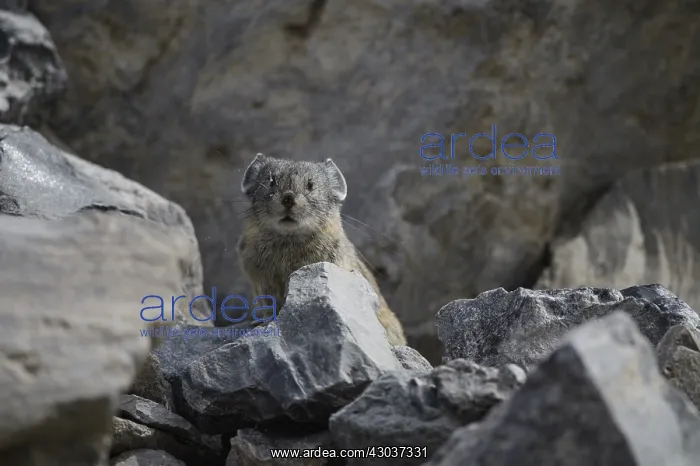: Collared Pika on a rock - Collared Pika standing : Collared Pika on a rock - Collared Pika standing