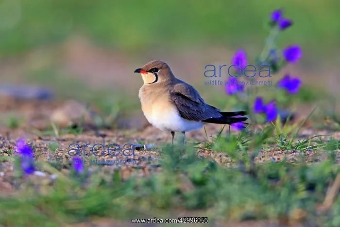 : Collared Practincole - perched on ground Castro : Collared Practincole - perched on ground Castro