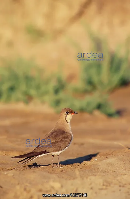 : Collared Pratincole : Collared Pratincole